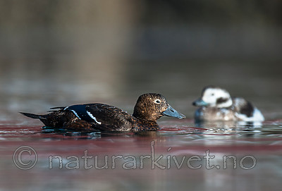 BB 12 0364 / Clangula hyemalis / Havelle <br /> Polysticta stelleri / Stellerand